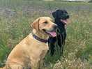 Happy dogs