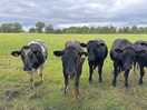 Cows