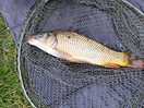 Carp fishing on site