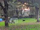 Dog running around site