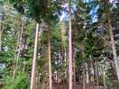 Walking through the woods