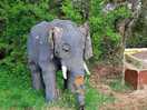 Elephant to mark the way!