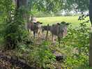 Some cows!