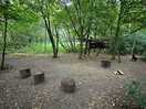 Woods