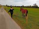 Friendly horses