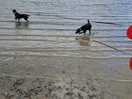 Dogs loving water