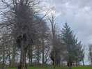 Trees