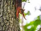 Squirrel coming down a tree by the hut
