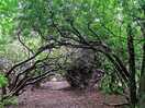 Walks through the woods