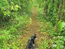 Walks