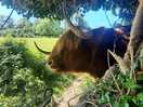 Lovely highland cattle