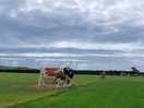 Cows