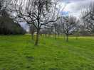 Apple orchard