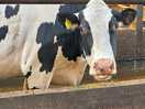 Mommy cow