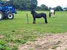 Local horses