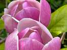 Nearby spectacular flowers
