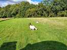 Goats were friendly