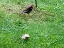 Resident robin