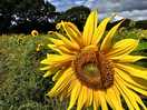 Field of sunflowers in the adjacent field.