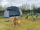 Dog friendly