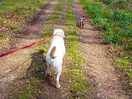 Lovely dog walk
