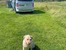 Dog friendly , nice bit of woodland walking area