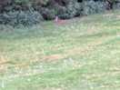Rabbit playing in the edgeh