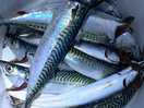 Good fishing