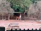 Llama!