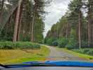 Forest leading to site