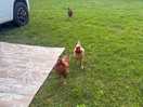This morning when we got up. they came to greet us