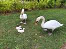 Swans!