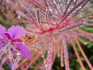Willow herb.