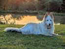 Dog friendly
