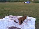 Dog friendly