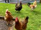 More nosy hens!