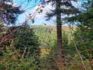 Just a short walk from the site. cardinham woods