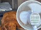 Lovely relaxing doggie site