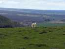Lonely lamb on 1 of our walks
