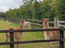 Alpacas