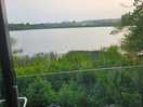 The swans nest view