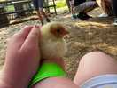 Small animal handling