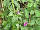 Wild flowers