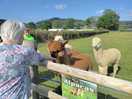 Meet the alpaca
