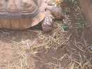 Cyril the rescued tortoise