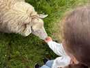 Feeding sheep