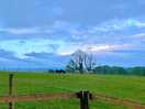 Alpacas on the farm