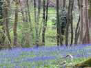 Bluebells in the woods
