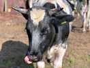 One of the lovely cows