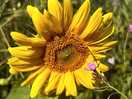Sun flower field
